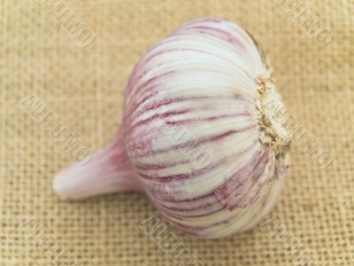 garlic