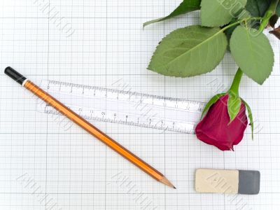 rose, ruler and eraser