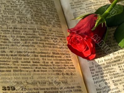 red rose