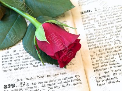 red rose