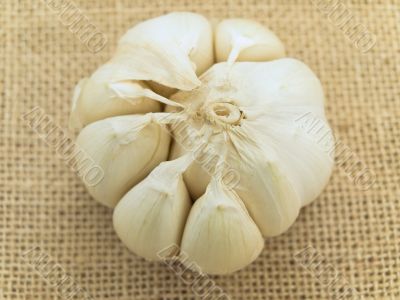 garlic