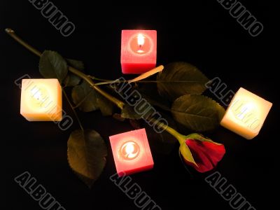 Red rose