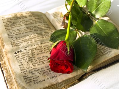red rose