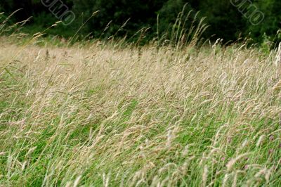 meadow grass background
