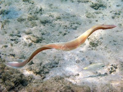 Grey morey eel