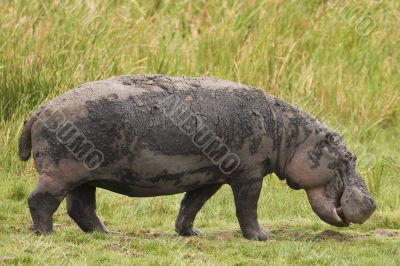 Hippo Grazing