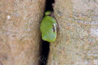 Green Treefrog (Hyla cinerea)