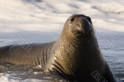 Northern Elephant Seal, Mirounga angustirostris