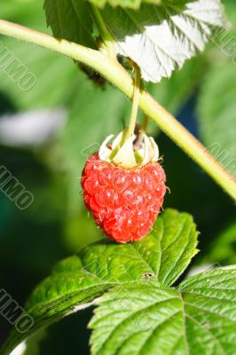 raspberry