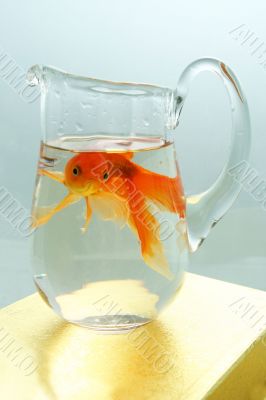 Gold fish in a glass pot