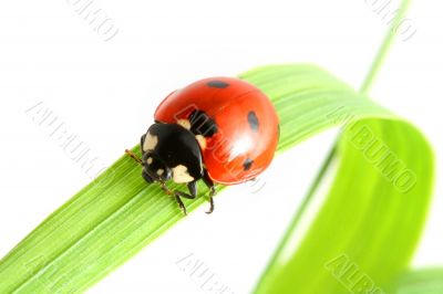red ladybug