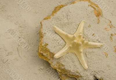 starfish on a stone