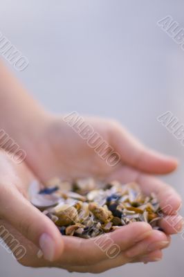 seashells in hands