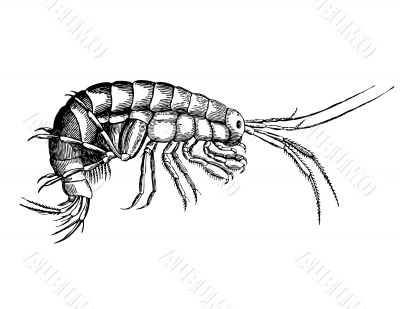 Fine cancer from sort Gammarus Illustration