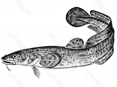 Fish Burbot Lota lota latin Illustration Nalim