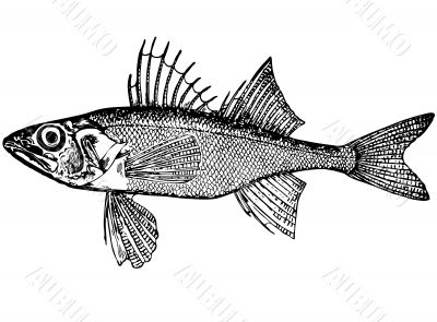 Fish Sopach Illustration.