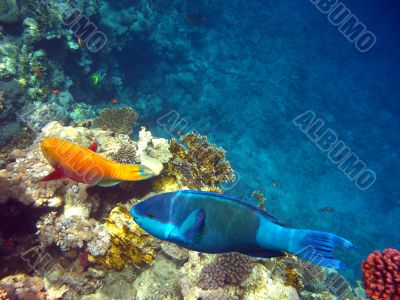 Parrot fishes
