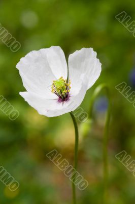 White poppy