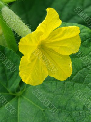 cucumber flower