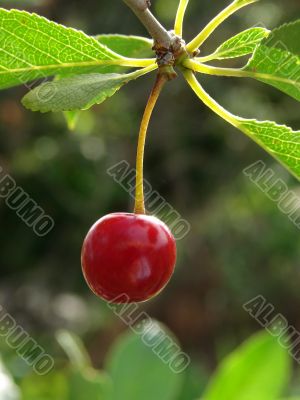cherry fruit