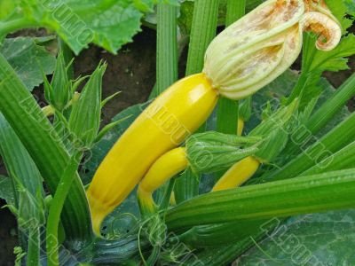 yellow marrows