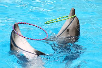 Performing dolphins