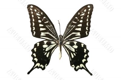 butterfly