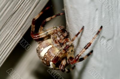 spider