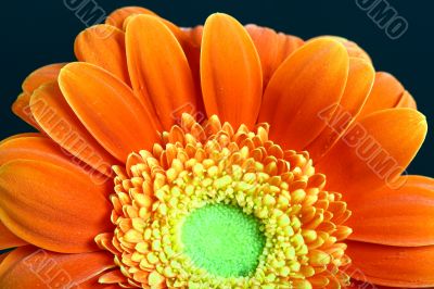 red flower