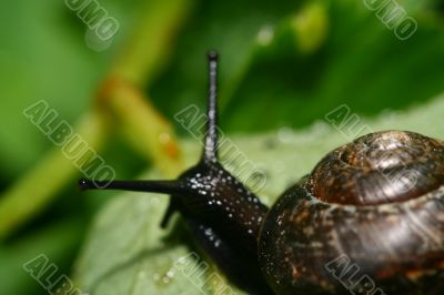 shell