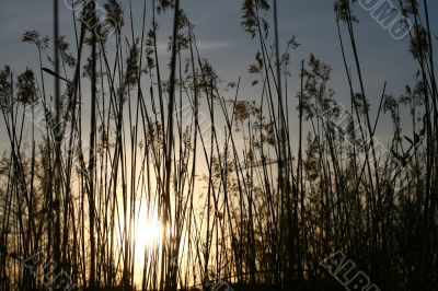 sunset landscape