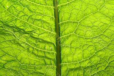 green leaf