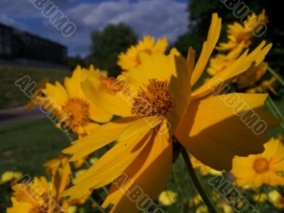 Sunny marigold