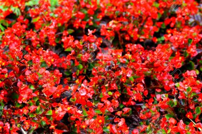 Begonia red