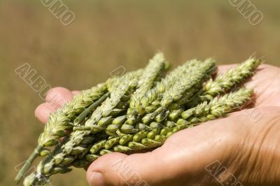 Hands holding wheat