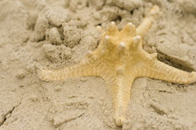 starfish on sand