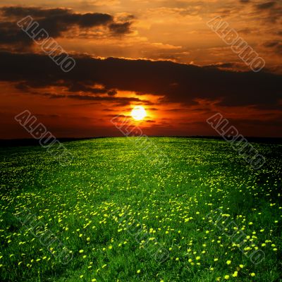 dandelion landscape