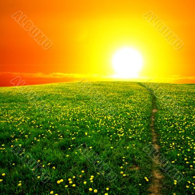 sunrise on dandelion field