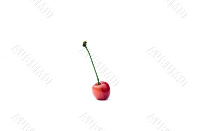 two-colored cherry on white background