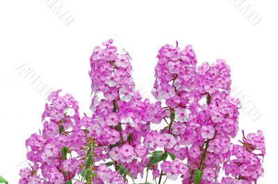 pink phloxes on white background
