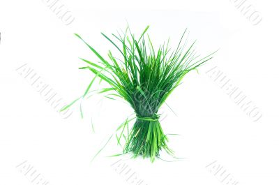 tuft of succulent grass on white