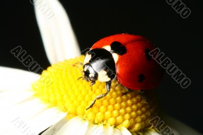 summer ladybug