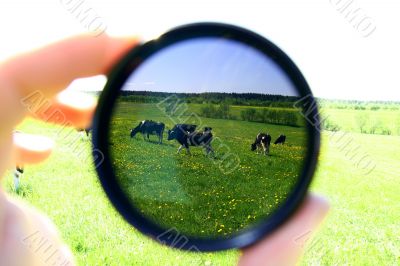 cow