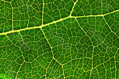 green leaf