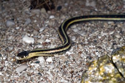 Garter Snake