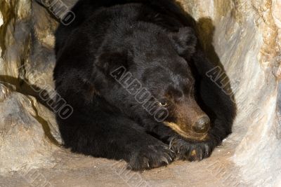 Black Bear