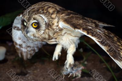 Owl Hunting At Night