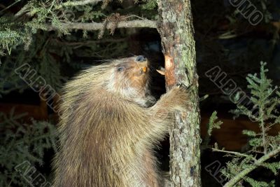 Beaver Climbing A Tree