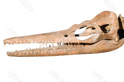 Dinosaur Skull