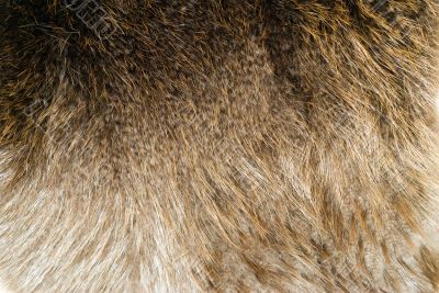 Beaver Pelt
